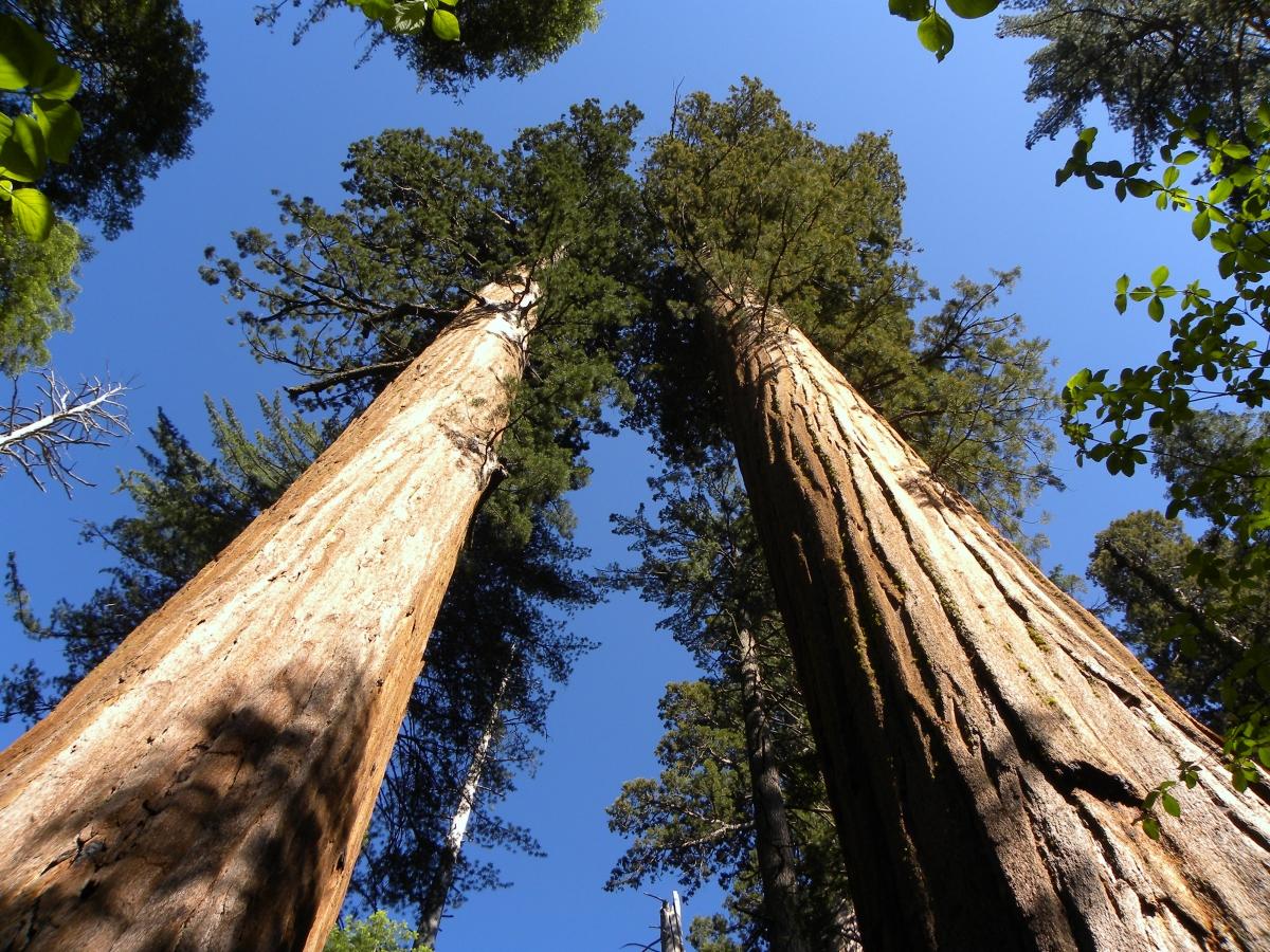 Calaveras_Big_Trees_State_Park_-_South_Grove,_CA_-_panoramio_(8)